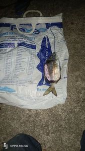 White Seabream