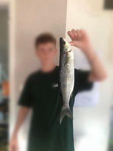 Thicklip Grey Mullet