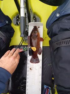 Ballan Wrasse