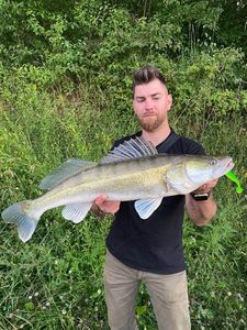 Zander