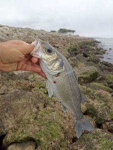 European Bass (Seabass)