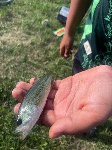 Smallmouth Bass