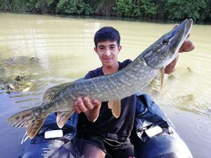 Northern Pike