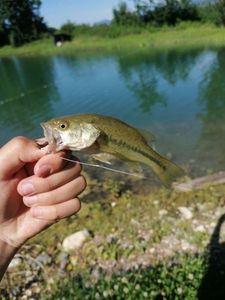 Smallmouth Bass