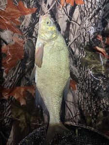 Common Bream