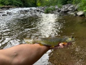 Brown Trout