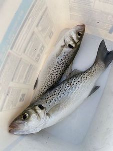 Spotted Seabass