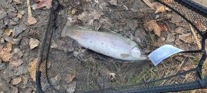 Rainbow Trout