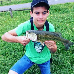 Smallmouth Bass