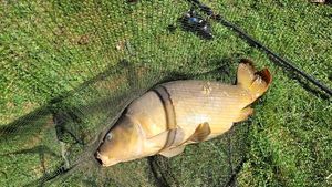 Mirror Carp