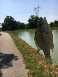 Green Sunfish