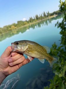 Largemouth Bass