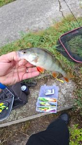 European Perch