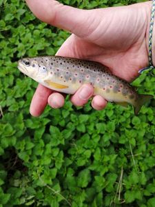 Brown Trout