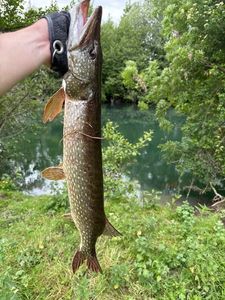 Northern Pike