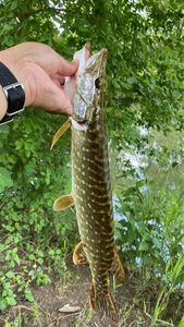 Northern Pike