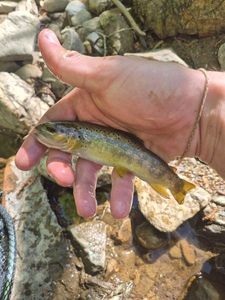 Brown Trout