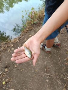 Green Sunfish