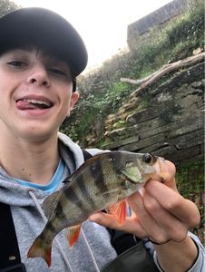European Perch