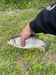 Chub