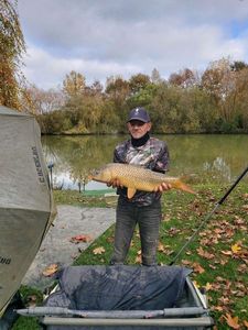 Common Carp