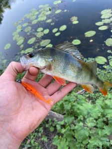 European Perch