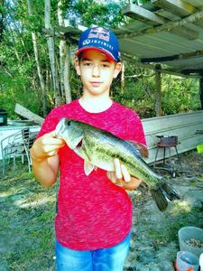 Largemouth Bass