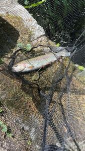 Rainbow Trout