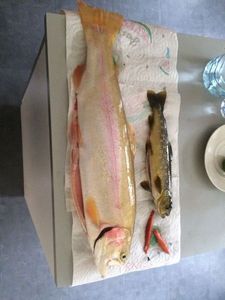 Golden Trout
