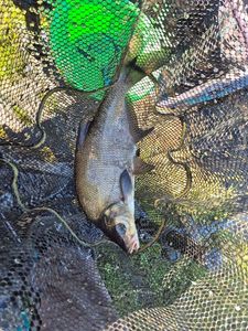 Common Bream