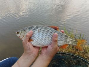 Roach