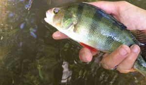 European Perch
