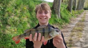 European Perch