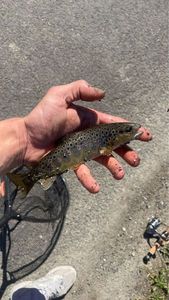 Brown Trout