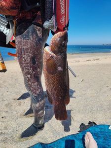 Ballan Wrasse