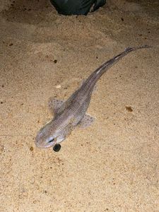 Lesser Spotted Dogfish (Small Spotted Catshark)