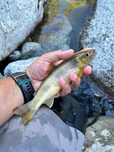 Brown Trout