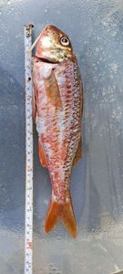 Surmullet