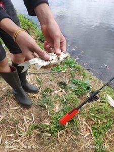 Crucian Carp