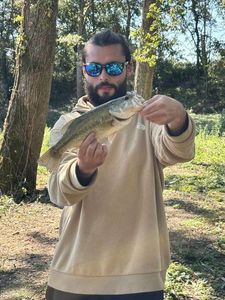Largemouth Bass