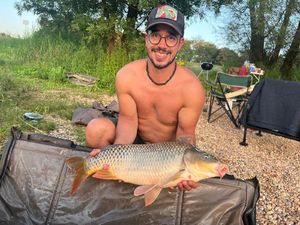 Common Carp
