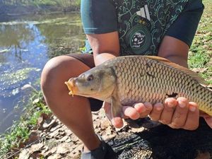 Common Carp