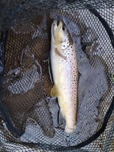Brown Trout
