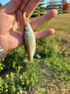 Roach