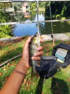 European Perch