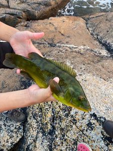 Ballan Wrasse