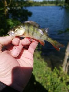 European Perch