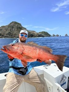 African Red Snapper