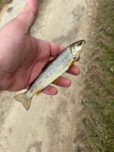 Brown Trout