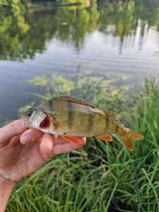 European Perch
